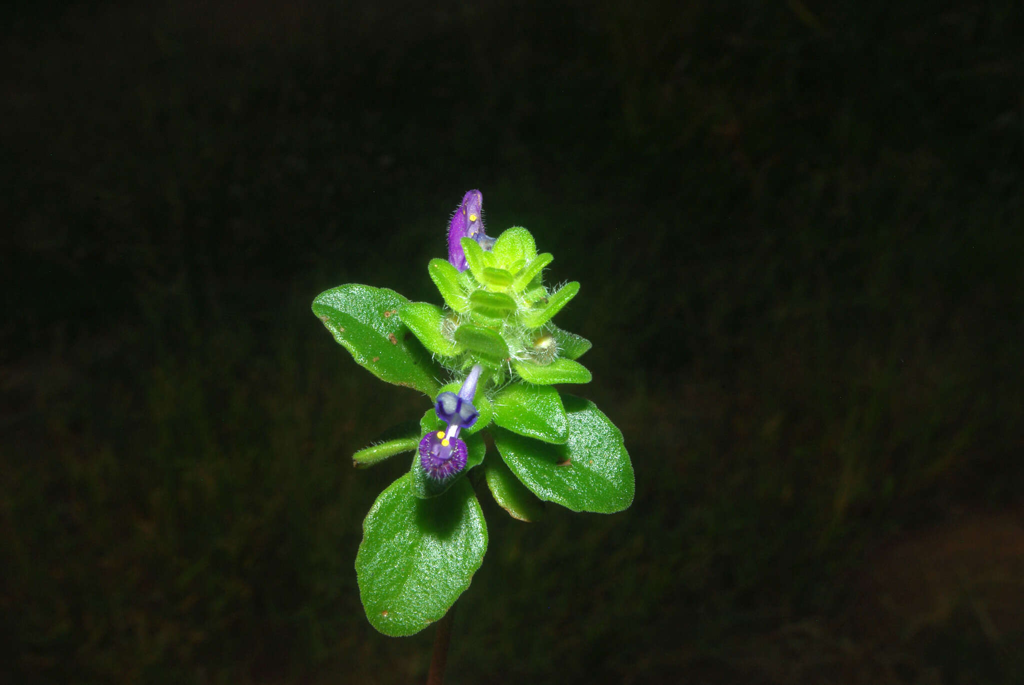 Image of Plectranthus lasianthus (Gürke) Vollesen