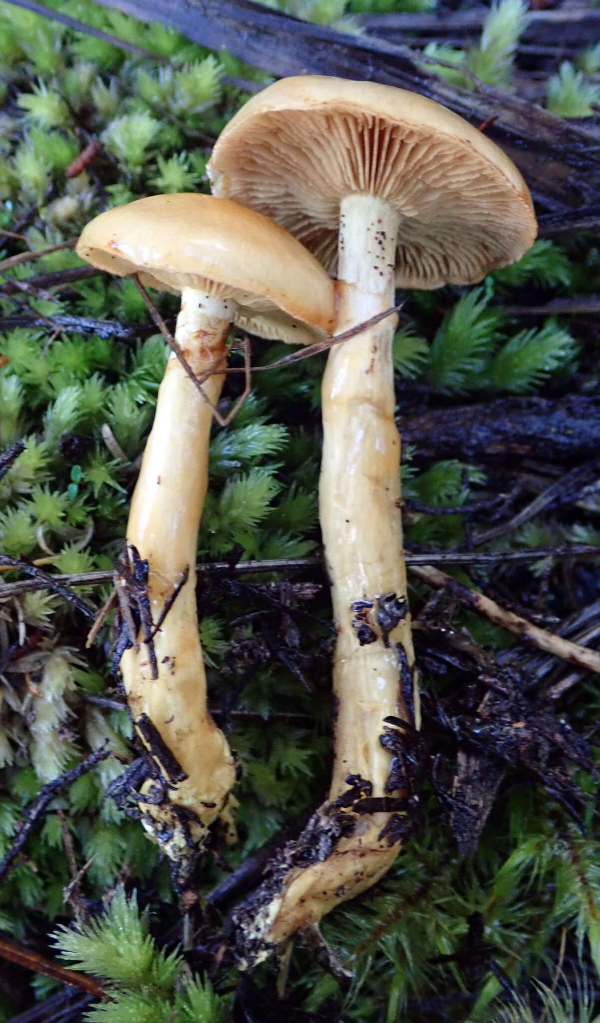 Image of Cortinarius ignotus E. Horak 1990