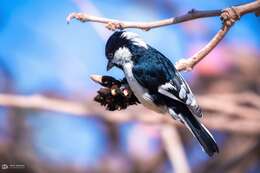 Image of White-naped Tit