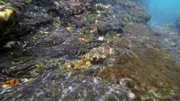 Image of Banded Blenny