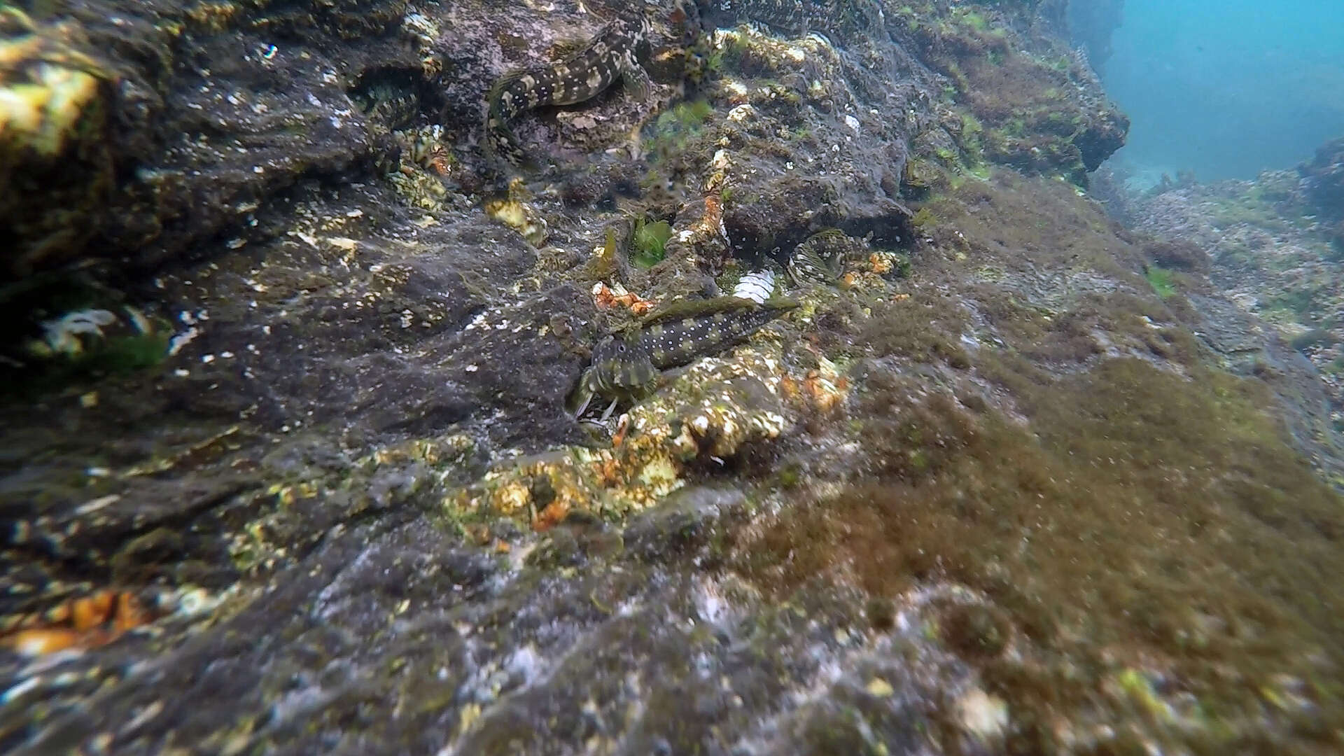 Image of Banded Blenny