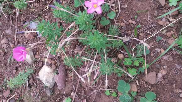 Image of Oxalis hirta var. canescens Knuth