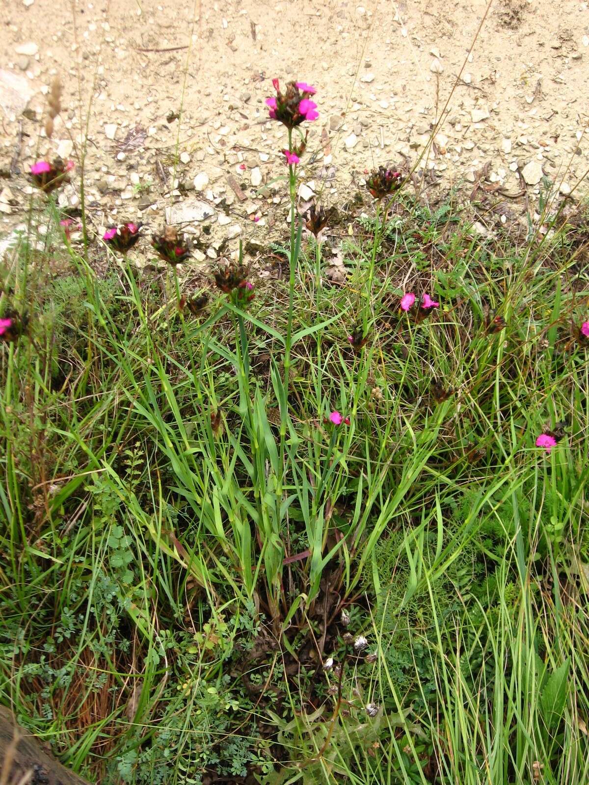 Image de Dianthus balbisii Ser.