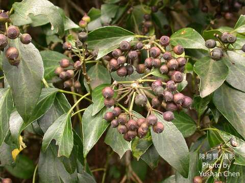 Image de Hedera rhombea var. formosana (Nakai) H. L. Li