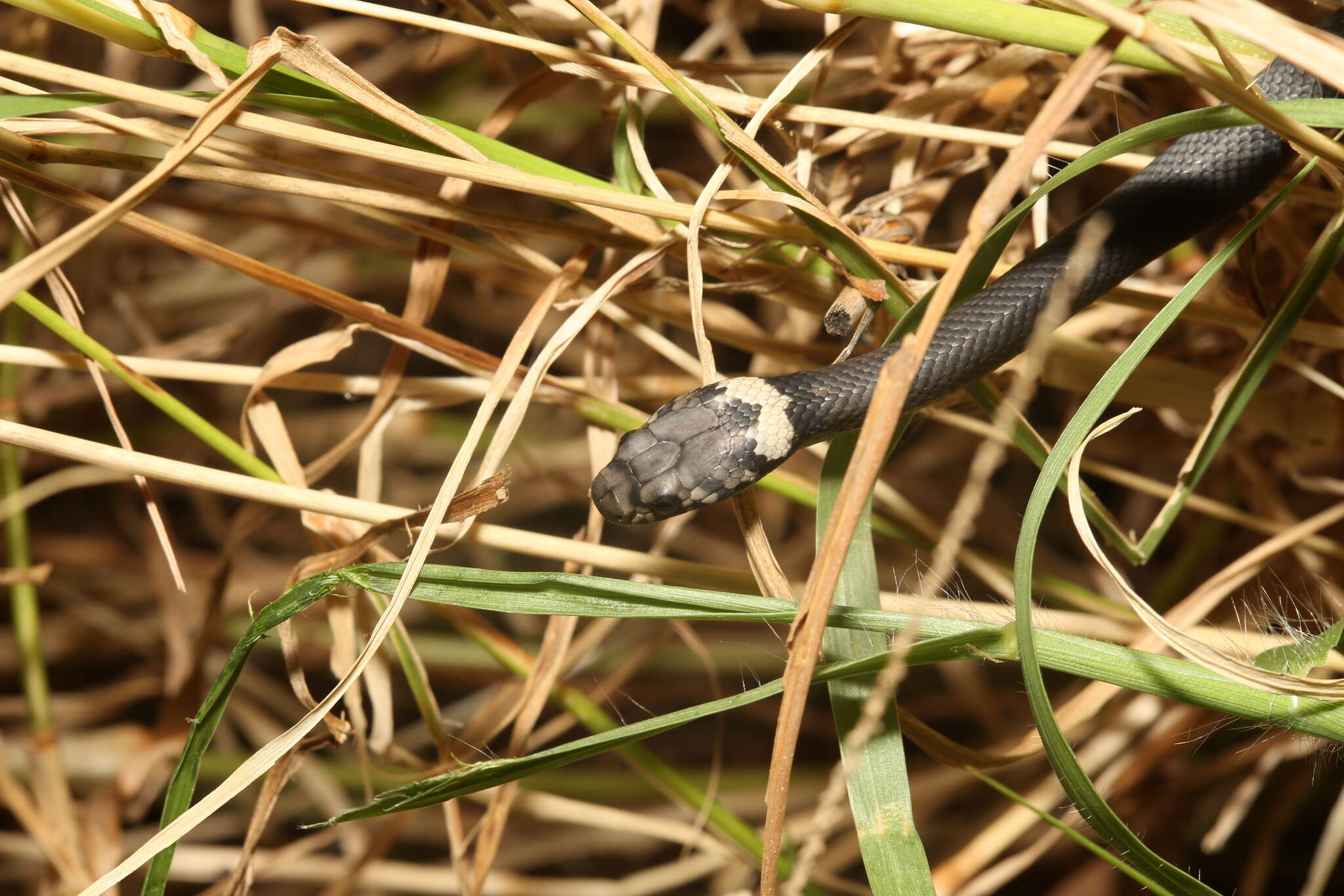 Hoplocephalus bitorquatus (Jan 1859)的圖片