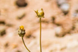 Image de Thelesperma subnudum A. Gray