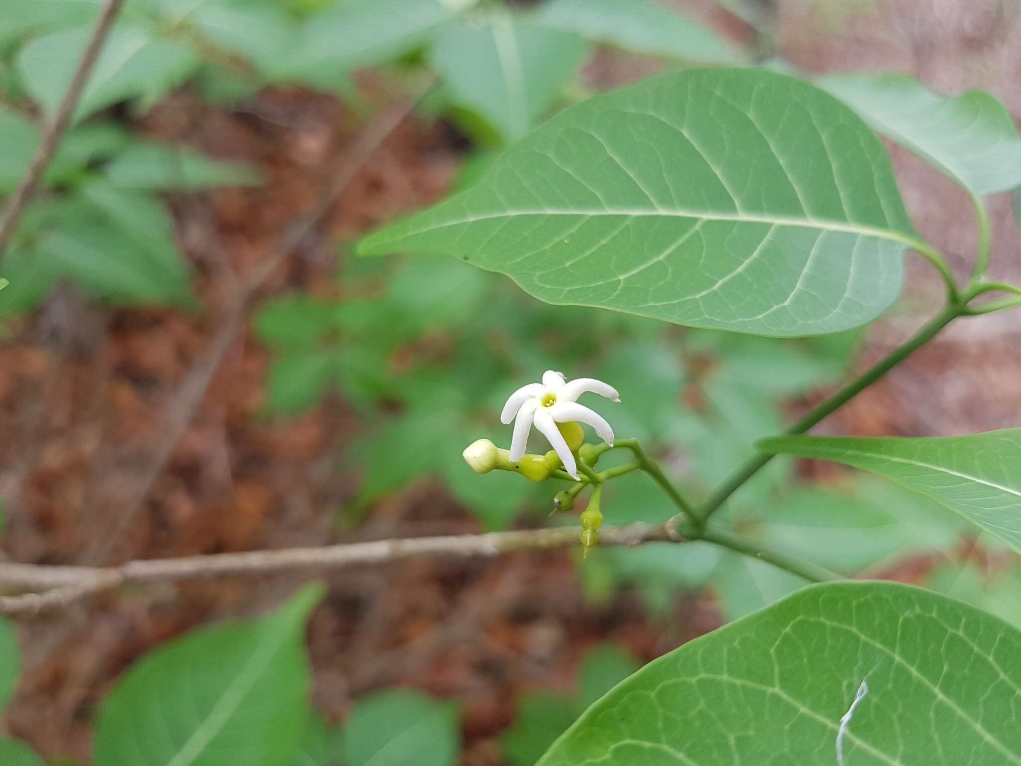 Imagem de Tabernaemontana coffeoides Boj. ex A. DC.