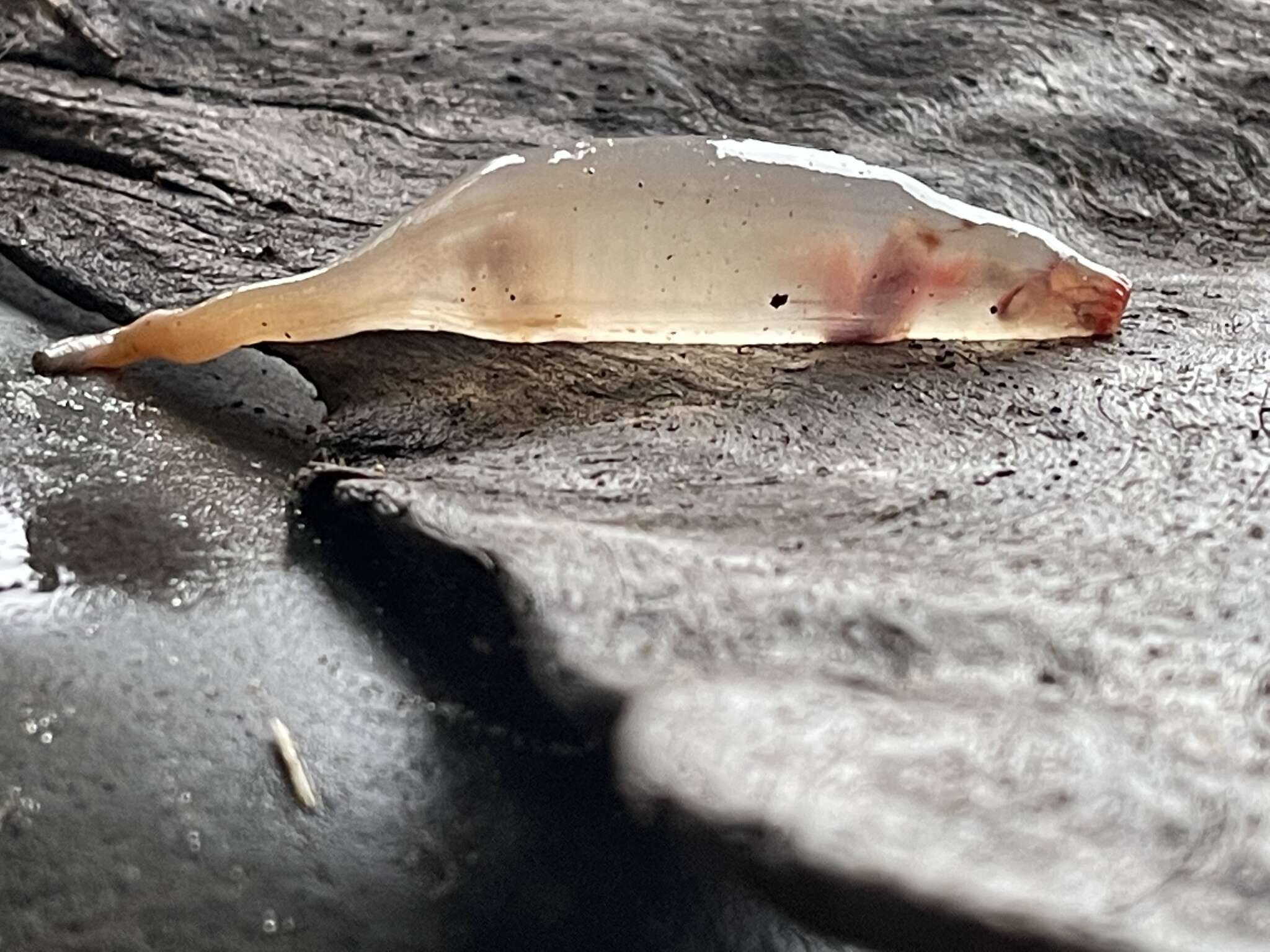 Image of rat-tailed fusiform sea cucumber