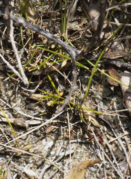 Image of Zoysia minima (Colenso) Zotov