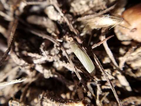 Image of Bog Leafhopper