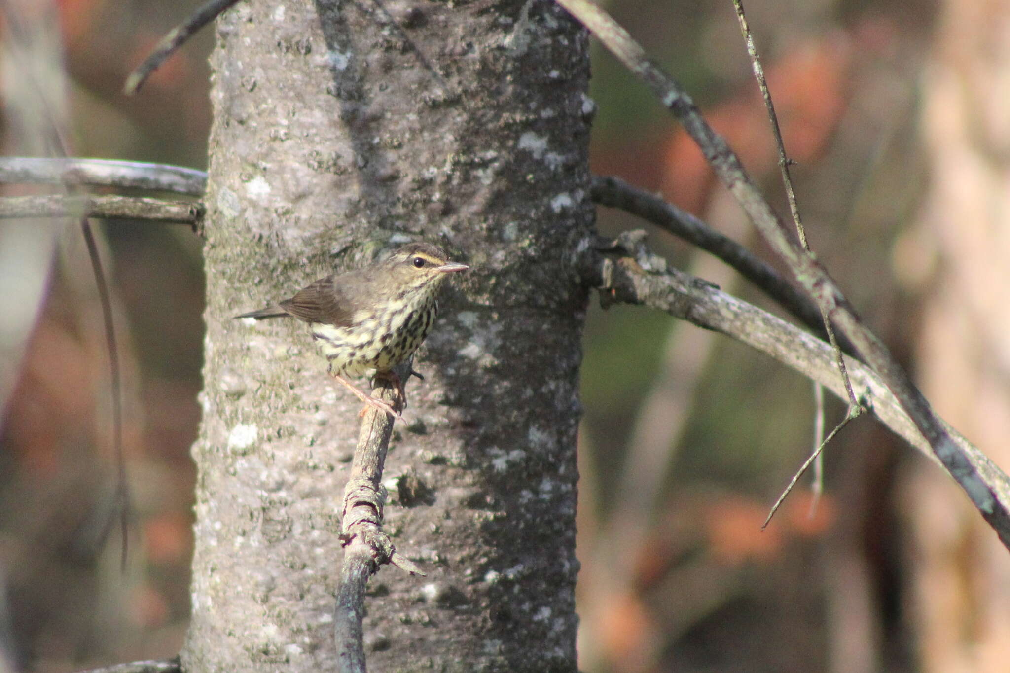 Image of waterthrush