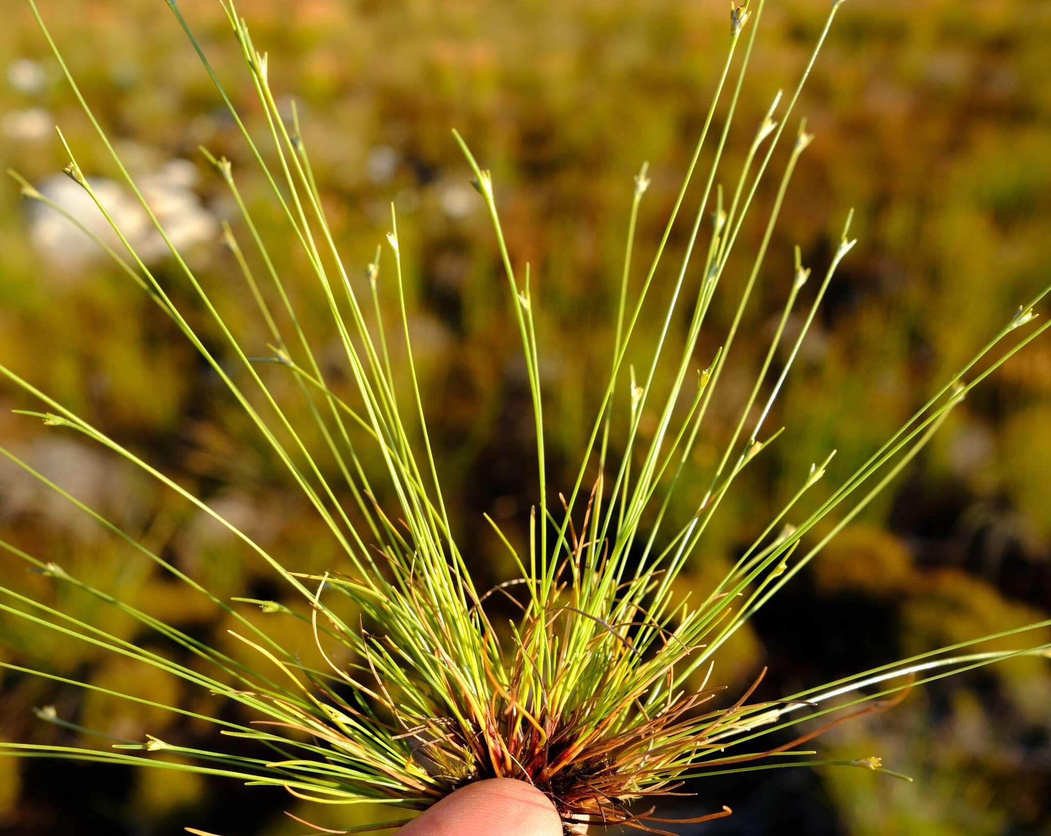 Plancia ëd Ficinia micrantha C. B. Clarke