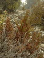 Image of Dracophyllum pearsonii T. Kirk