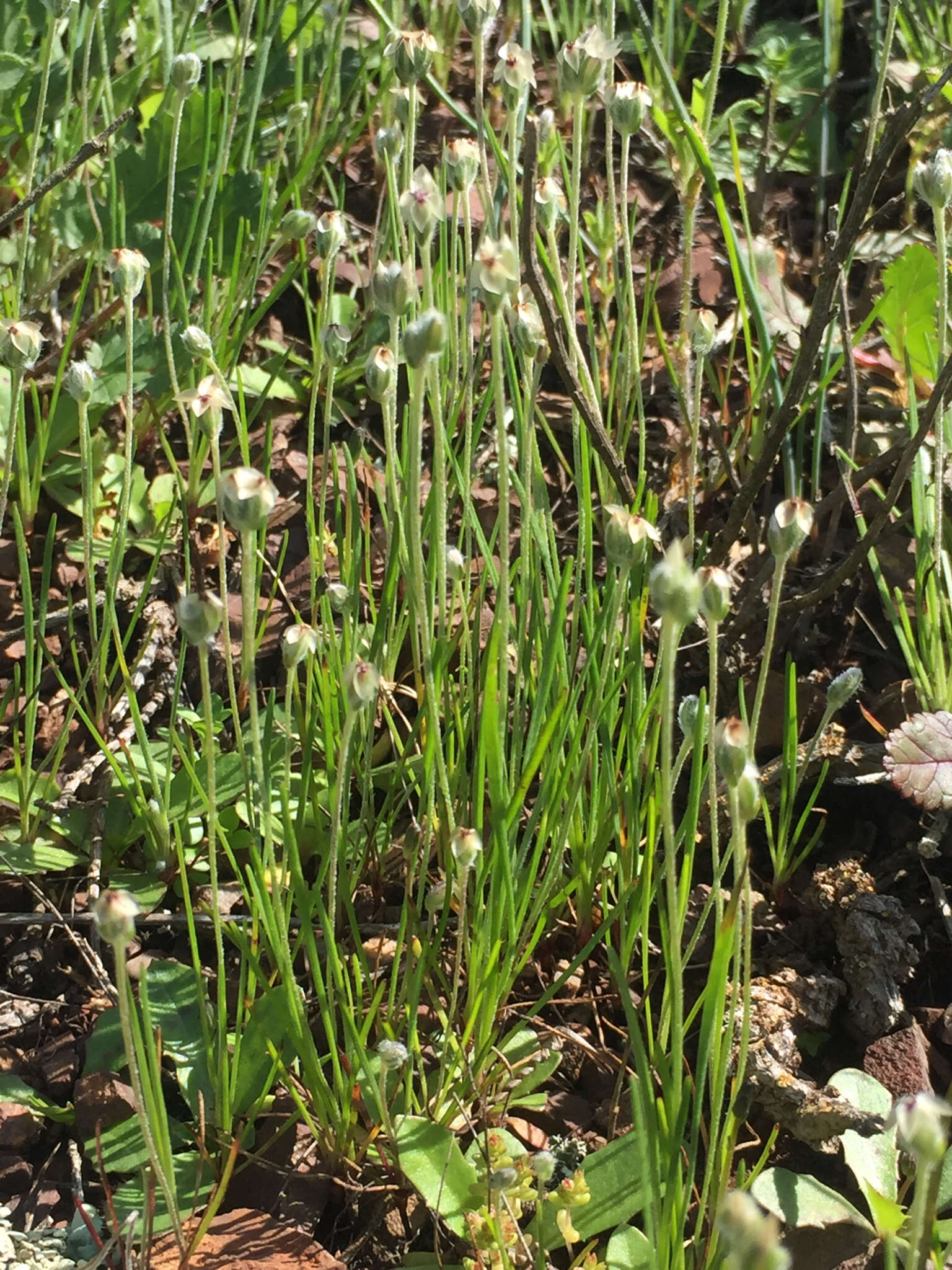 Image of dotseed plantain