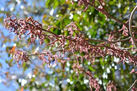 Image of Myriocarpa heterospicata Smith