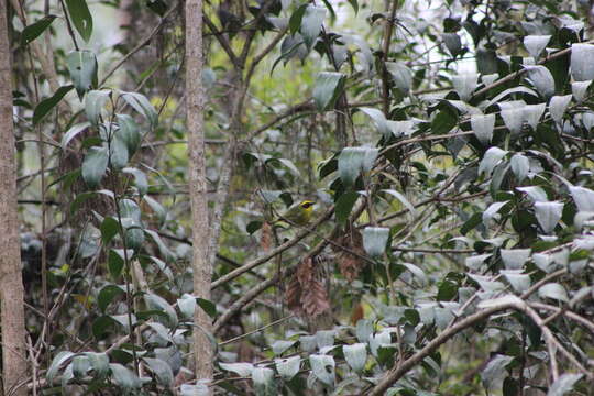 Image of Golden-browed Warbler