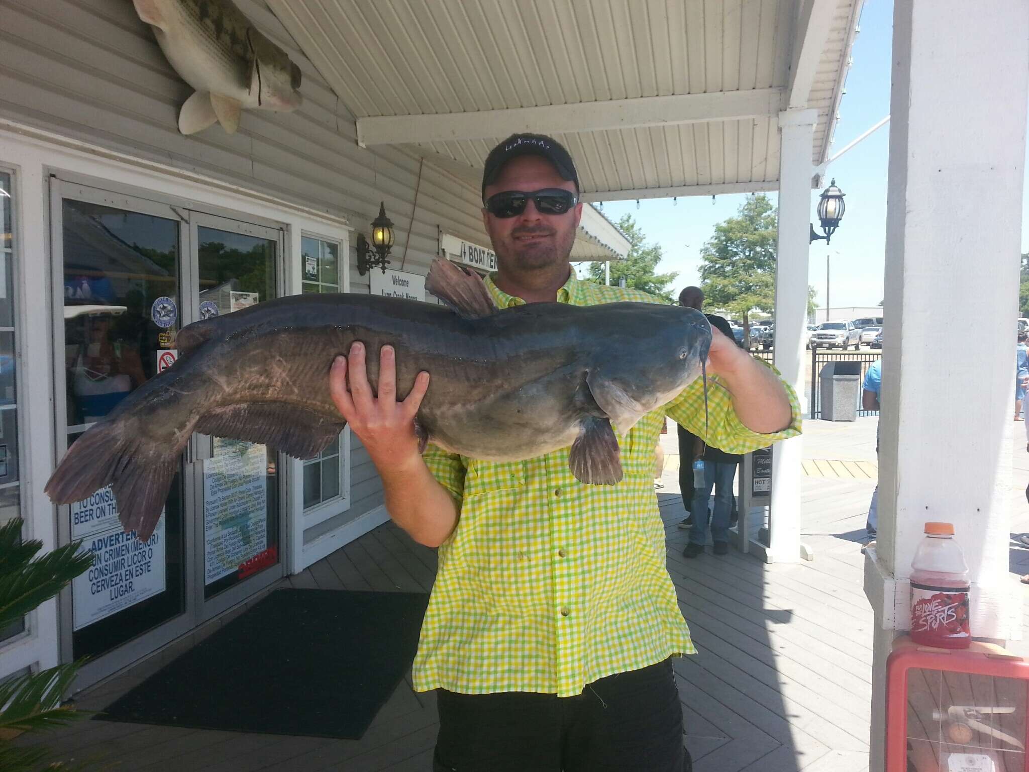 Image of Blue catfish