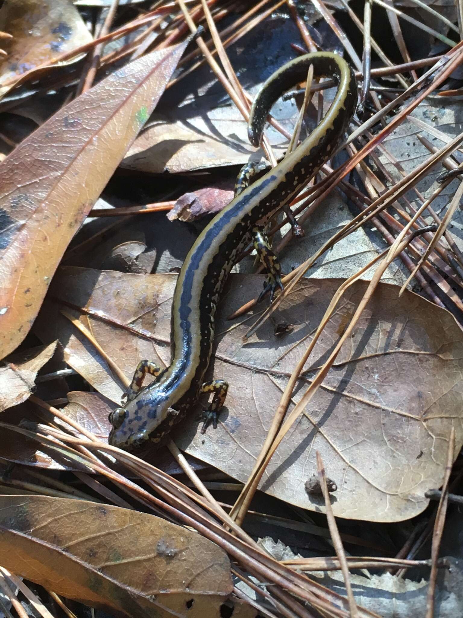 Image of Three-lined Salamander