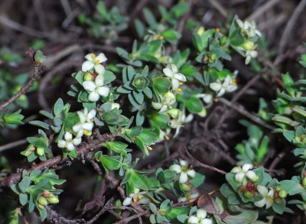 Image of Pimelea spinescens subsp. spinescens