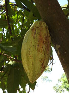 Image of cacao