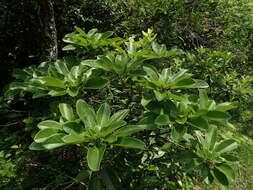 Image of Daphniphyllum calycinum Benth.