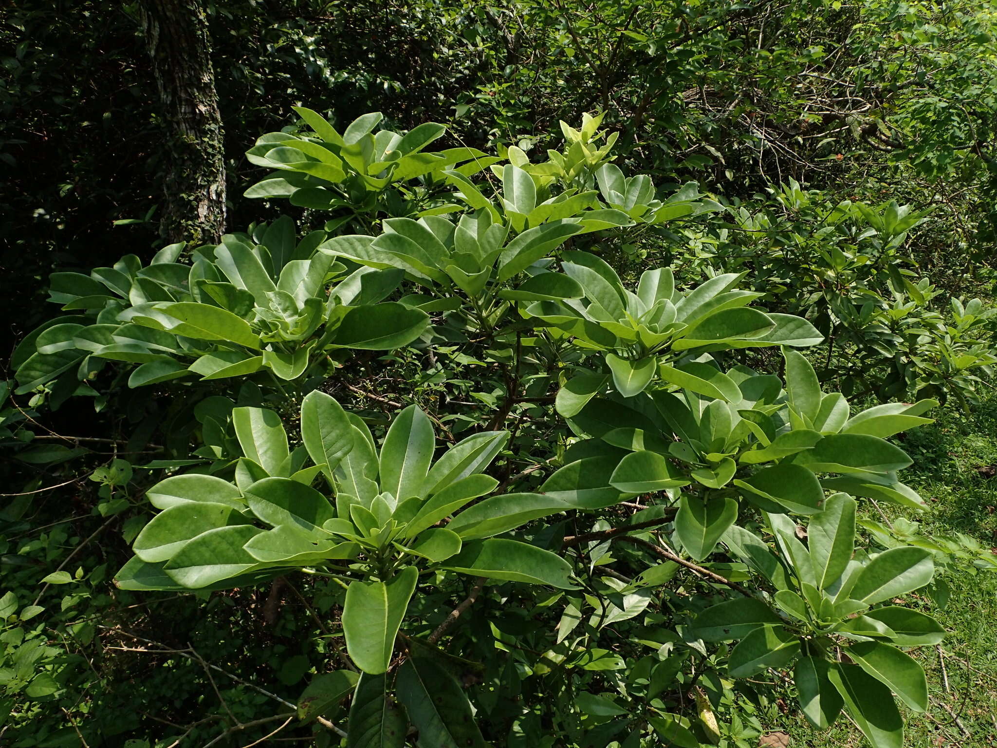 Image de Daphniphyllum calycinum Benth.