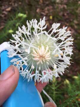 Image of Pimelea spectabilis Lindl.