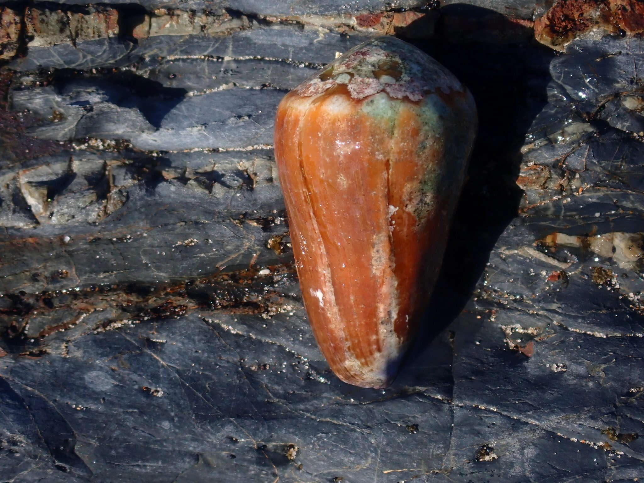 Image of blood-stained cone