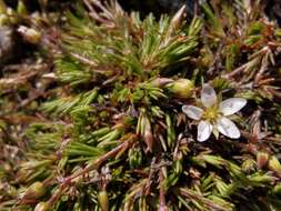 Image of Minuartia recurva (All.) Schinz & Thell.