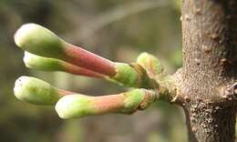 Image of Tapinanthus oleifolius (Wendl.) Danser