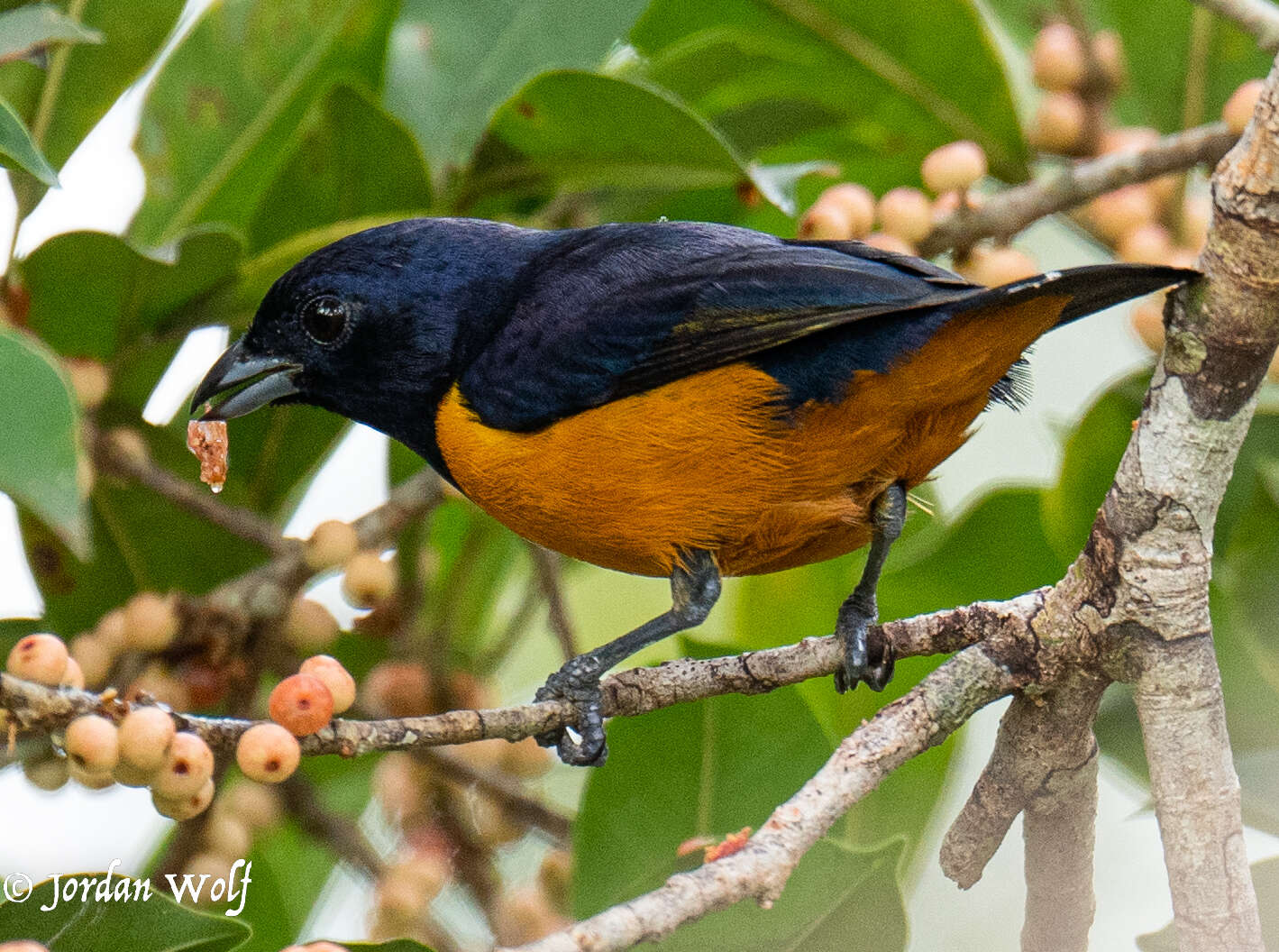 Euphonia rufiventris (Vieillot 1819)的圖片