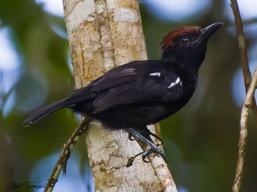 Image of Glossy Antshrike