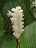 Image of Calathea fredgandersii H. Kenn.