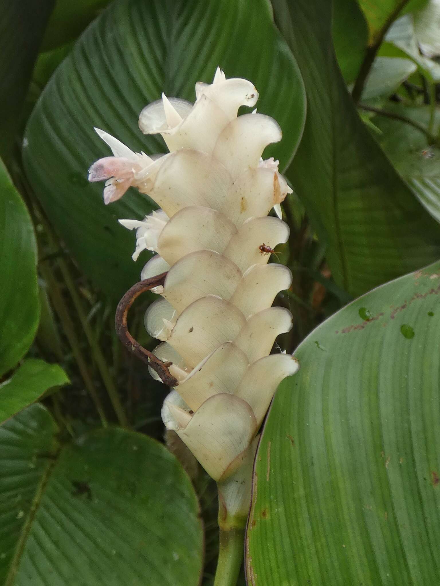 Image of Calathea fredgandersii H. Kenn.