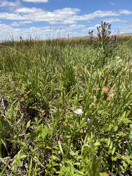 Imagem de Symphyotrichum lentum (Greene) G. L. Nesom