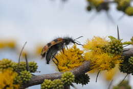 Plancia ëd Vachellia caven (Molina) Seigler & Ebinger