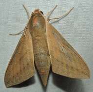 Image of Pale Brown Hawkmoth