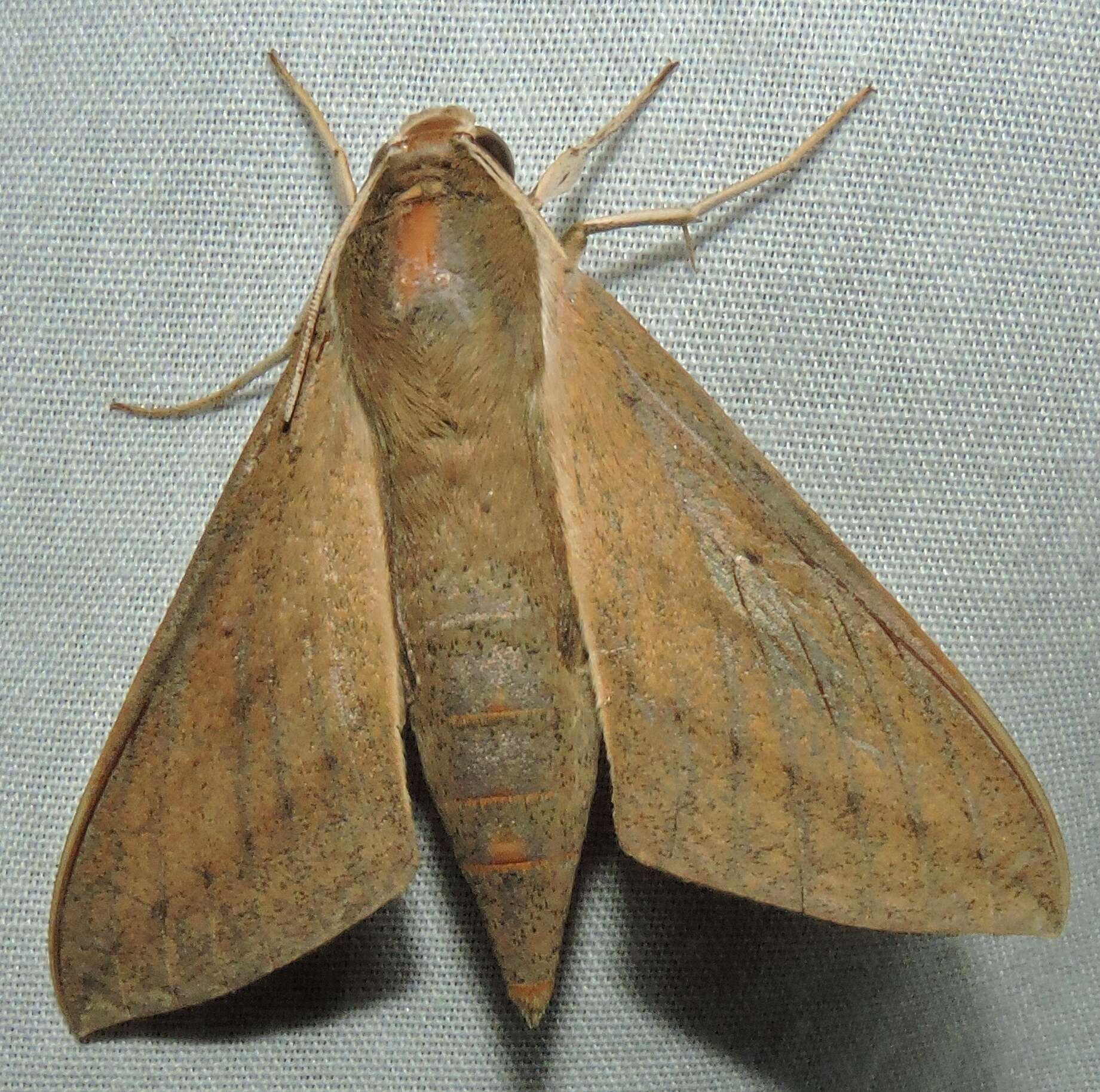 Image of Pale Brown Hawkmoth
