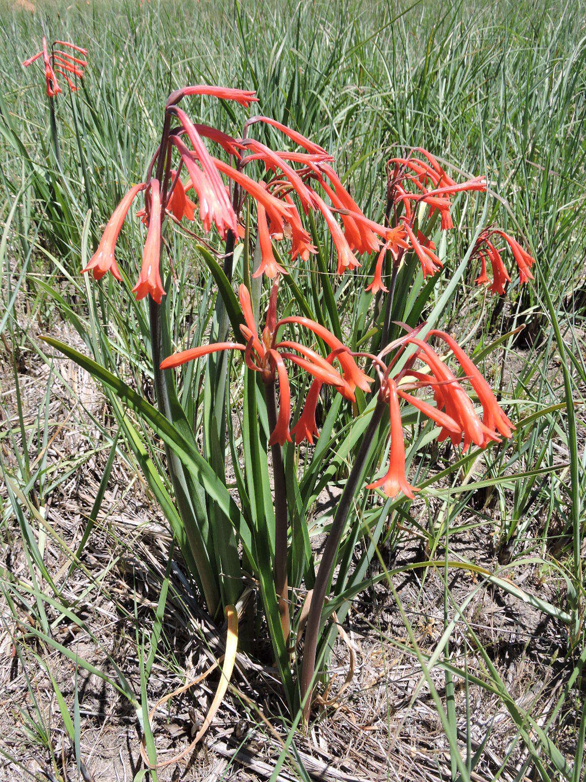 Image of Cyrtanthus angustifolius (L. fil.) Aiton