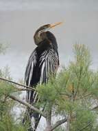 Plancia ëd Anhinga melanogaster Pennant 1769