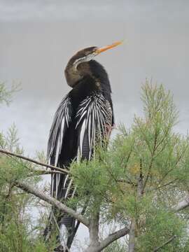 Image of Oriental Darter