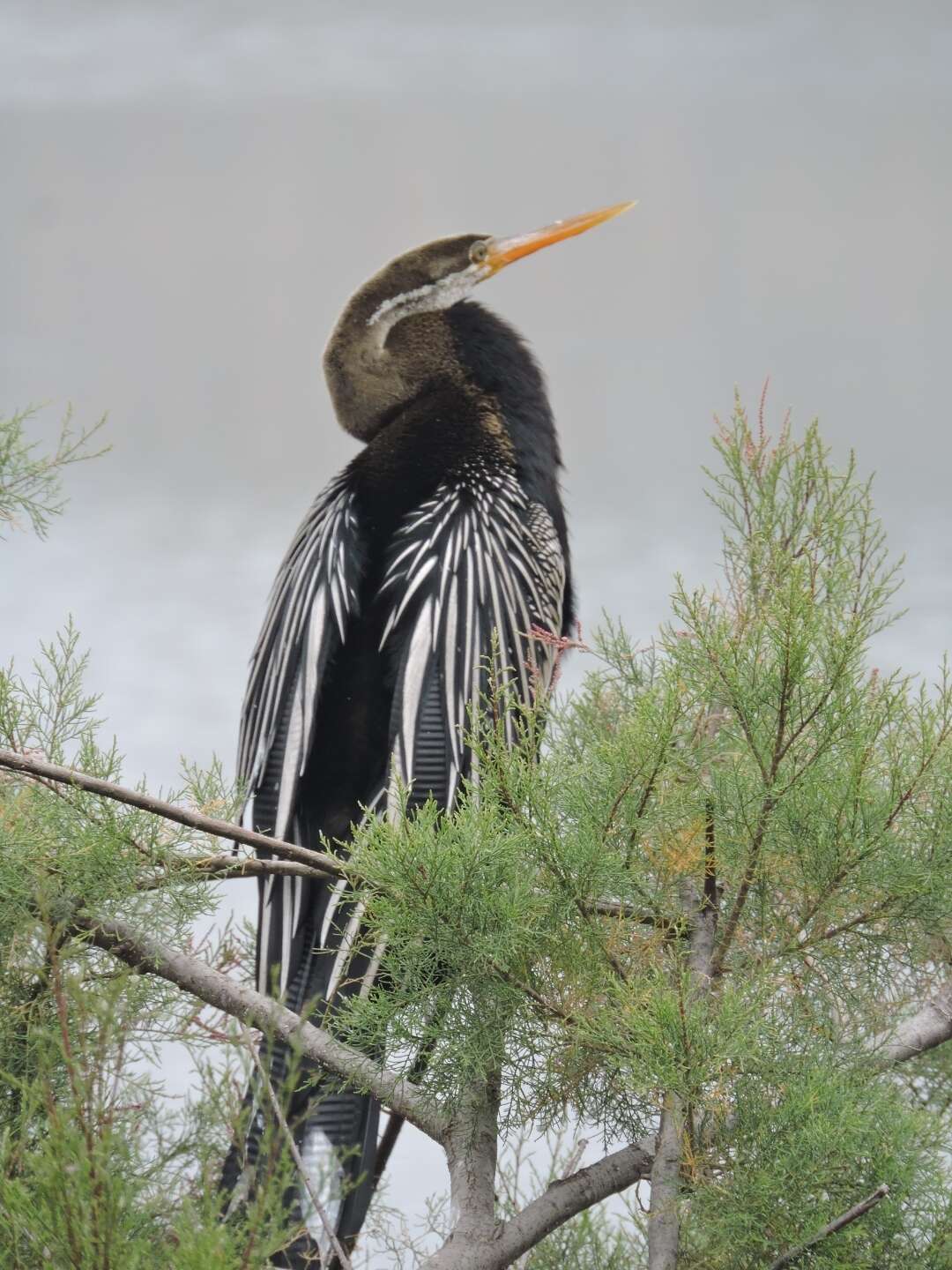 Plancia ëd Anhinga melanogaster Pennant 1769