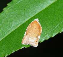 Image of Acleris cervinana Fernald 1882