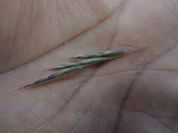 Image of nodding brome