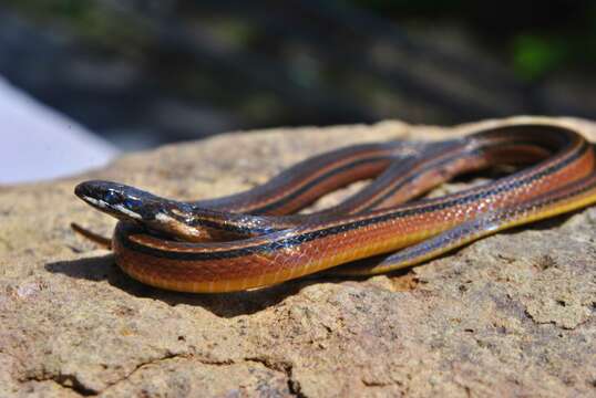 Image of Kinkelin Graceful Brown Snake