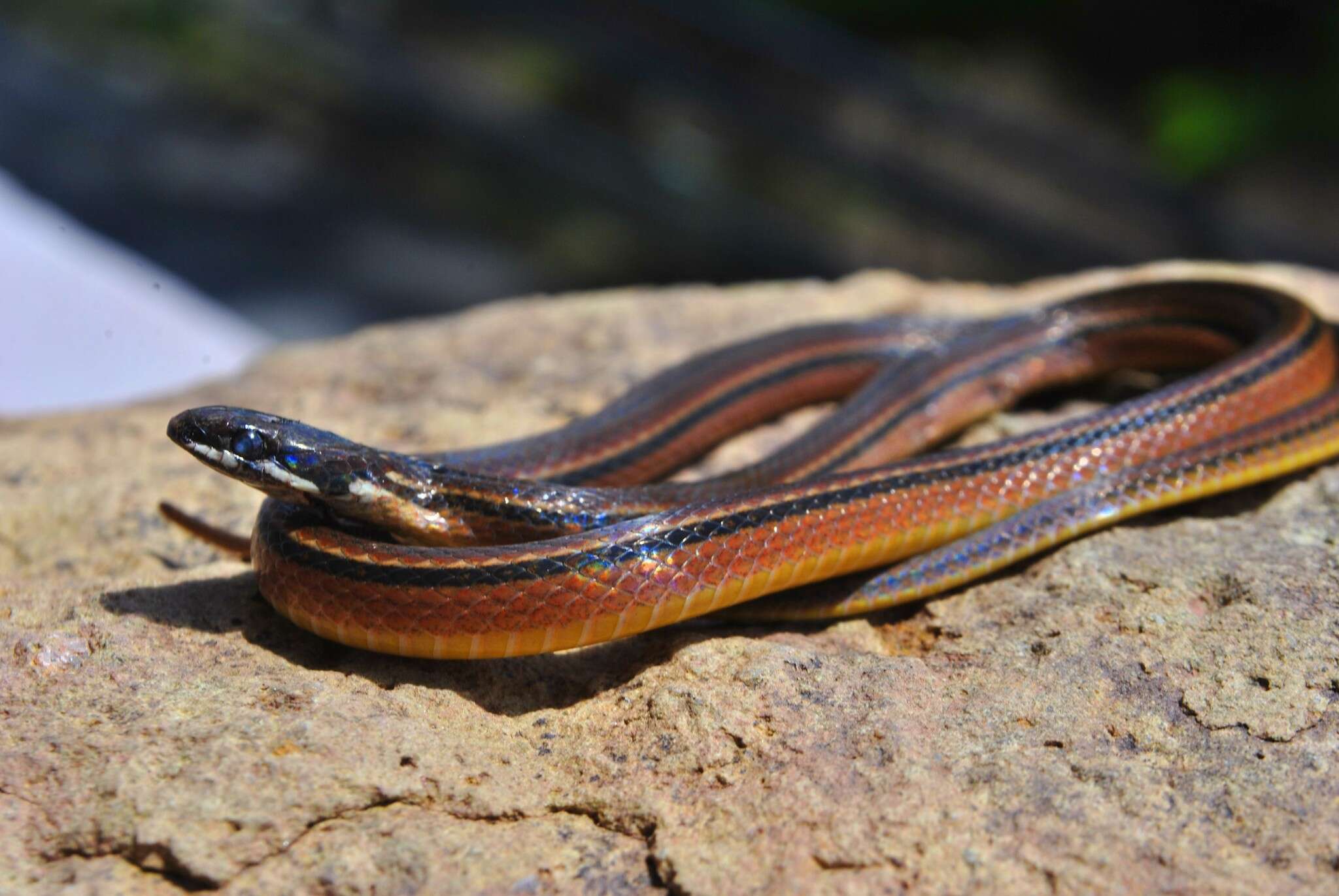 Image of Kinkelin Graceful Brown Snake