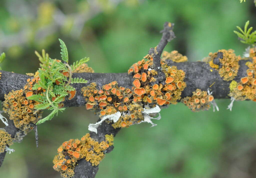 Image of teloschistes lichen