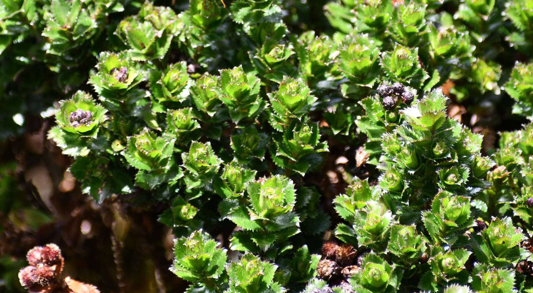 Image of Baccharis arbutifolia (Lam.) Vahl