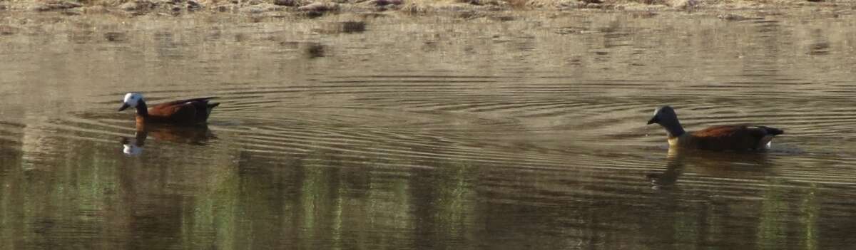 Image of Cape Shelduck