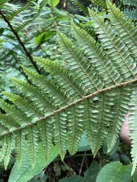 Image of Dryopteris apiciflora (Wall. ex Mett.) O. Kuntze